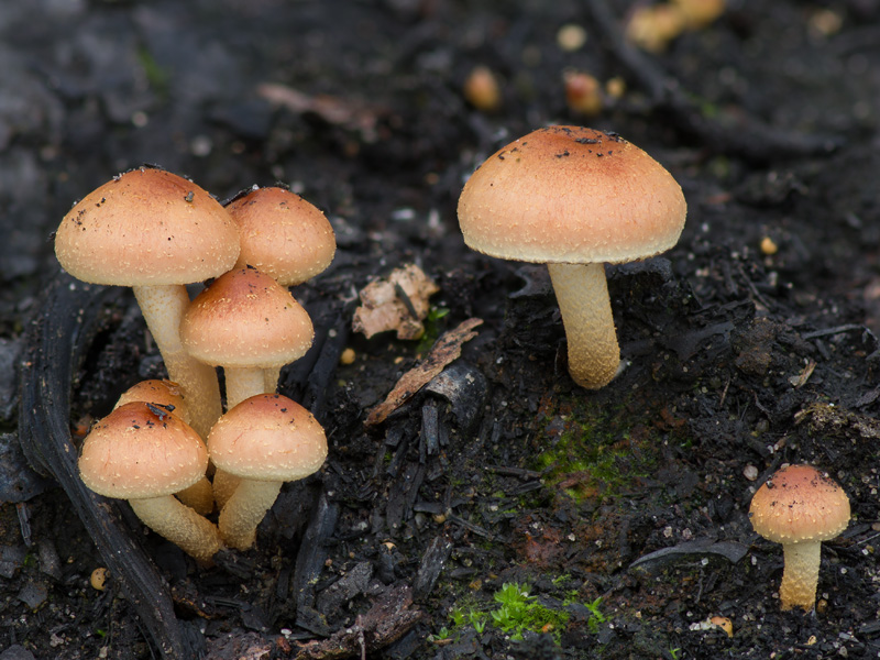 Pholiota highlandensis